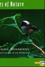 pelicula Sonidos Relajantes – Selva y Aves